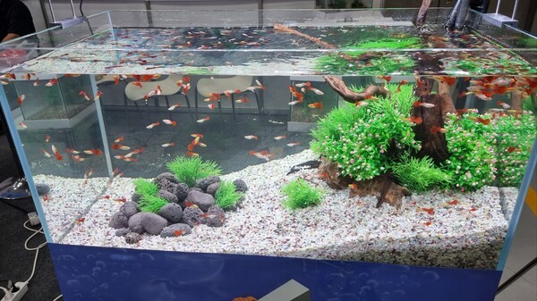 한국관상어협회 관상어